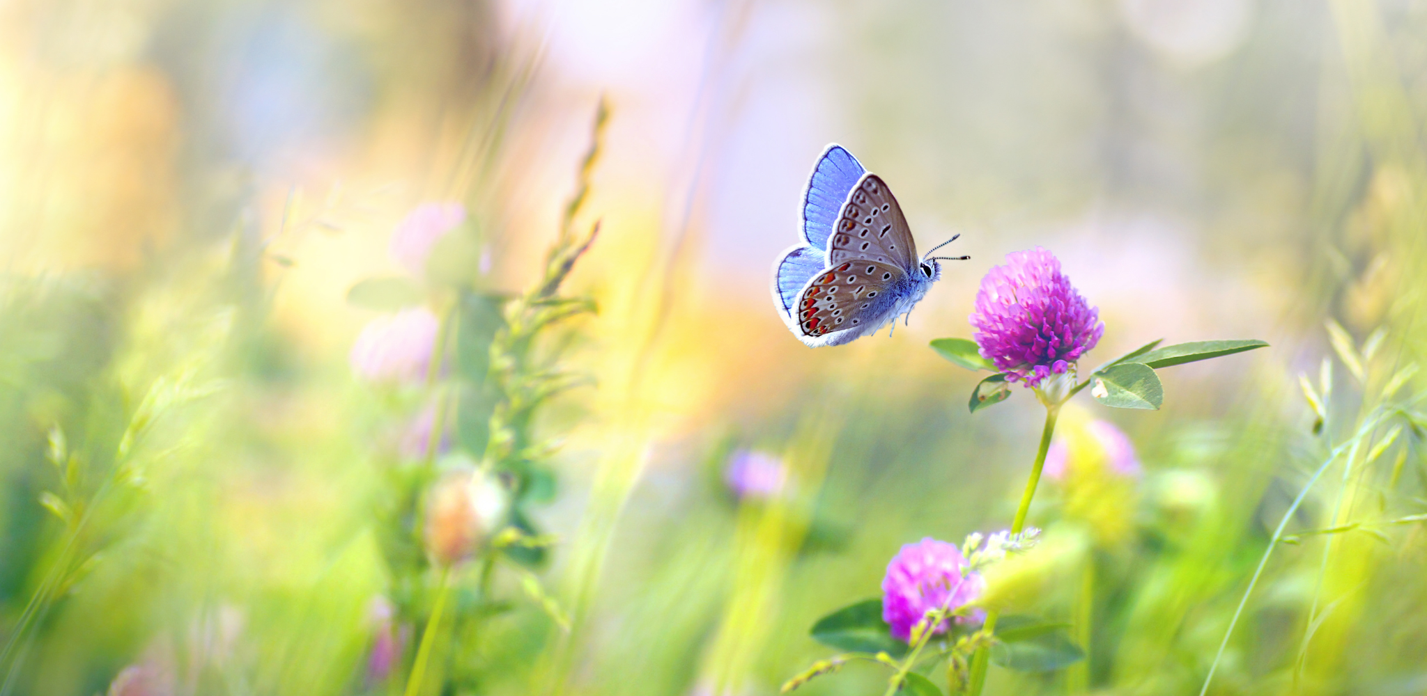 papillon bleu sur fleur rose dans un champ vers